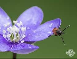 Kleszcze zaczynają atakować gdy temperatura powietrza sięga powyżej 10°C. Najczęściej możemy się na nie natknąć w maju i w czerwcu oraz jesienią
