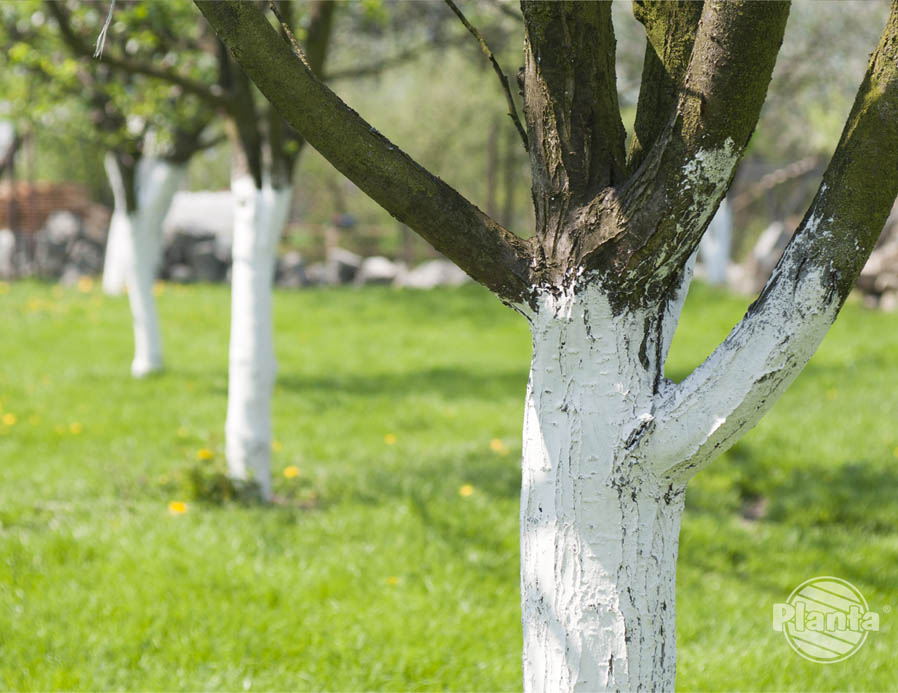 Bielenie drzew to zabieg pielęgnacyjny, który ma na celu zabezpieczenie pni drzew przed pionowymi pęknięciami i ranami zgorzelinowymi