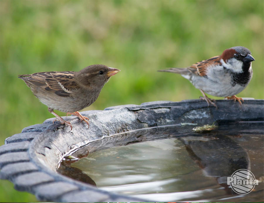 Ptaki potrzebują wody aby gasić pragnienie oraz pielęgnować upierzenie