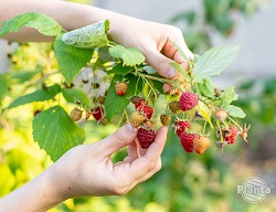 Zmeura este cel mai popular fruct pe care îl cultivăm în grădinile de acasă