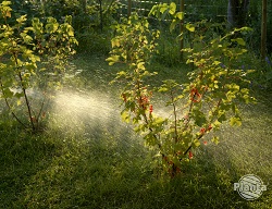 Calitatea fructelor, în afară de expunerea la lumina soarelui, este cu siguranță influențată de cantitatea potrivită de apă pe care o pot absorbi plantele