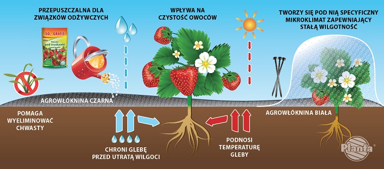 Agrowłóknina czarna i biała jest bardzo przydatna w uprawie truskawek