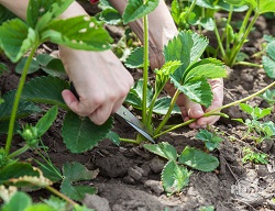 După rodire, să alunecăm în jos pe stoloni, care slăbesc plantele.