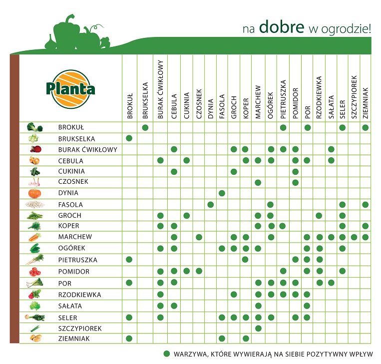 Zależności pomiędzy roślinami na grządce warzywnej