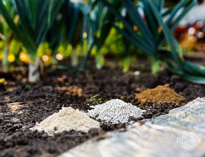 Wapno nawozowe, kreda granulowana i dolomit to różne rodzaje wapna wykorzystywane w ogrodzie 
