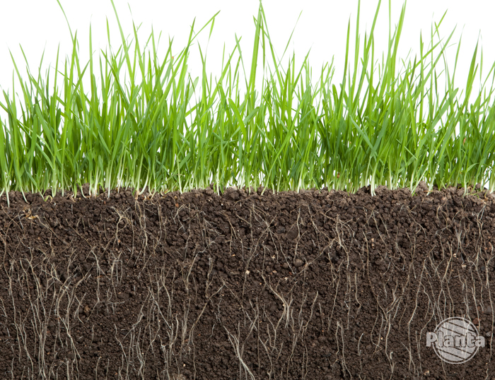 System korzeniowy trawy rozrasta się w zależności od dostępności wody w podłożu