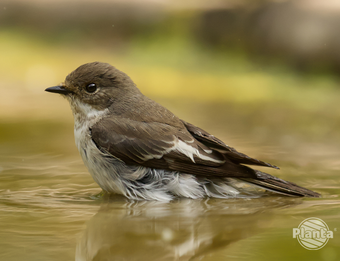 Woda w ogrodzie wykorzystywana jest przez ptaki również do kąpieli
