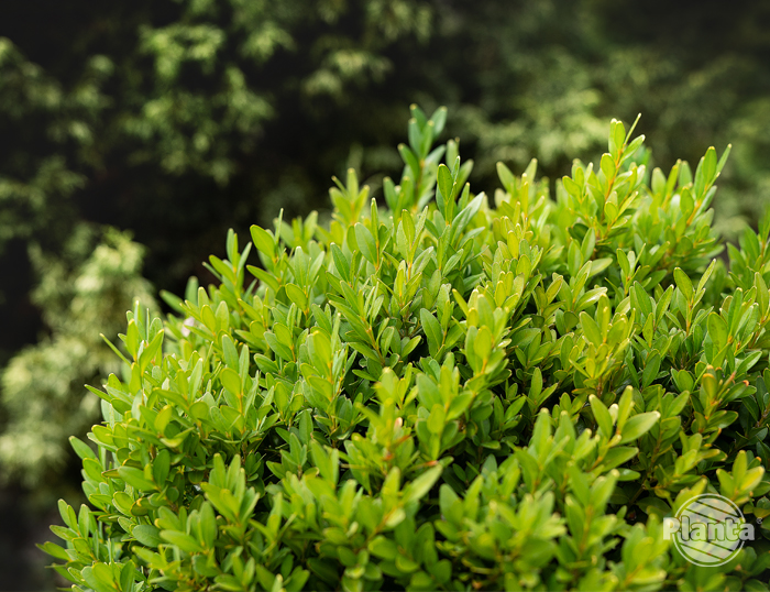 Bukszpany to atrakcyje rośliny zimozielone, które łatwo można formować