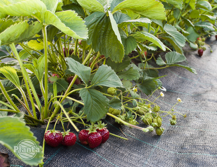 Agrotkaniną można wyścielać poletka truskawek
