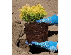 Coniferele vândute în containere pot fi plantate pe tot parcursul sezonului de creștere.