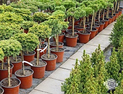 Coniferele sunt un grup foarte divers de plante. Acestea se caracterizează printr-un obicei diferit, culoarea acelor și rata de creștere.