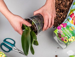 Pentru ca rădăcinile să fie elastice și să nu se rupă în timpul transplantului, este bine să udăm orhideea în prealabil 