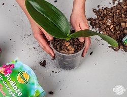 După transplantarea plantei, lăsați-o deoparte.