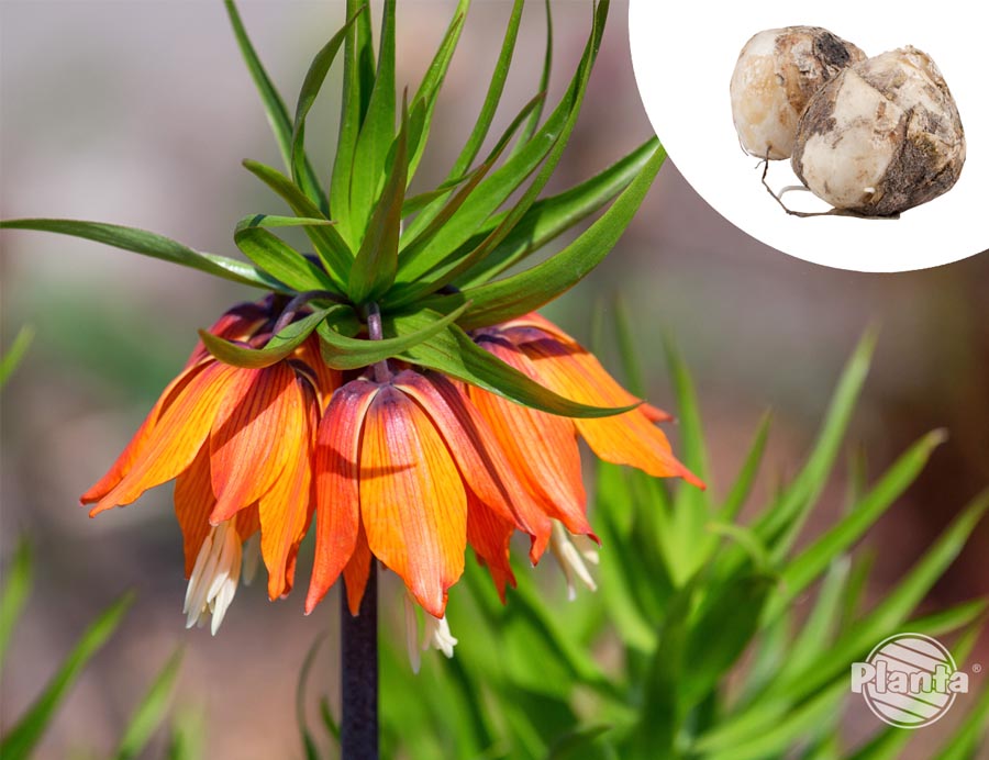 Cesarska korona (Fritillaria imperialis) zwana również szachownicą cesarską to bardzo okazała roślina cebulowa zakwitająca wiosną