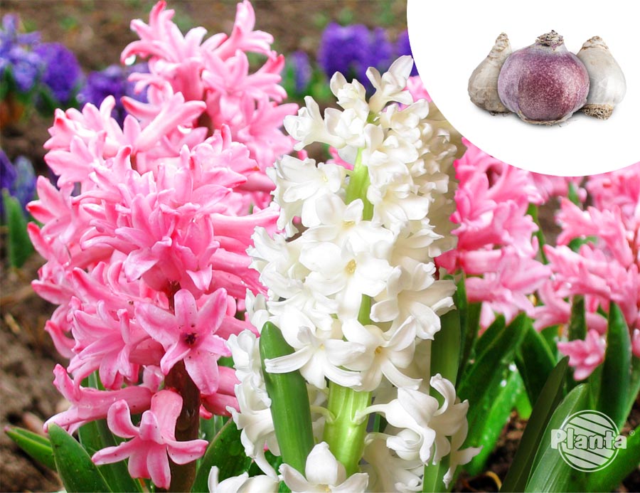 Hiacynt (Hyacinthus) to popularna roślina cebulowa kwitnąca wiosną