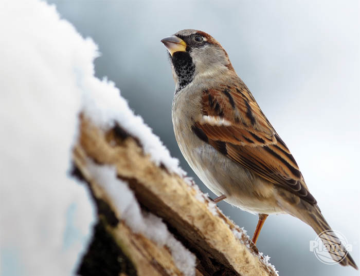 Śnieżna zima to trudny okres dla ptaków