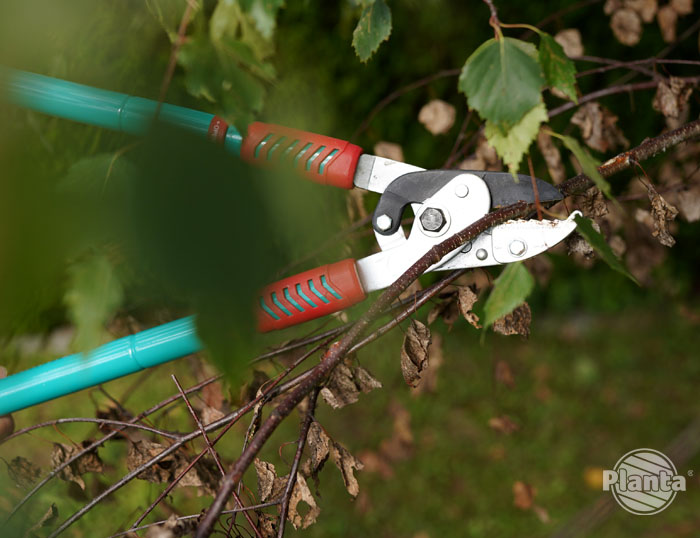 Do cięcia suchych gałęzi najlepiej zastosować nożyce z kowadełkowym ostrzem