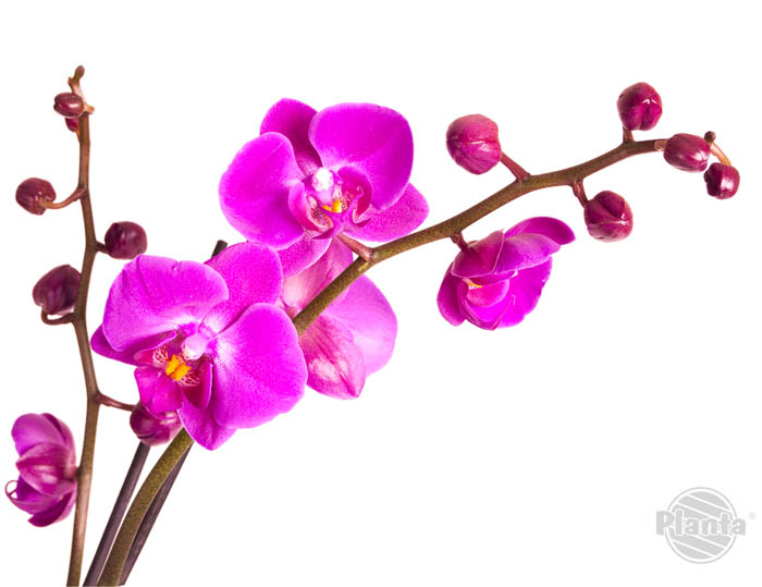 Najczęściej spotykanym i uprawianym storczykiem jest Phalaenopsis