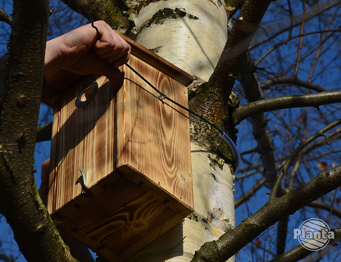 Montaż budki dla ptaków na drzewie przy pomocy drutu
