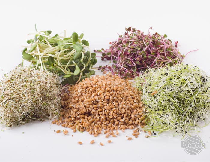 Wybór nasion do kiełkowania jest ogromny – poczynając od nasion pojedynczych roślin po różne, specjalnie skomponowane mieszanki