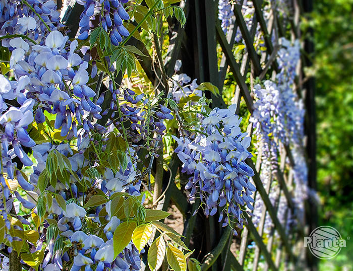 Kwiaty wisterii zachwycająco pachną i są dumą ogrodników