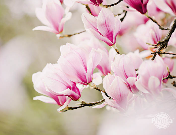 Zachwycające kwiaty magnolii są bardzo wrażliwe na wiosenne przymrozki