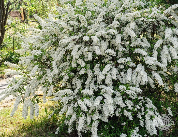 Białe kwiaty tawuł pojawiają się wczesną wiosną