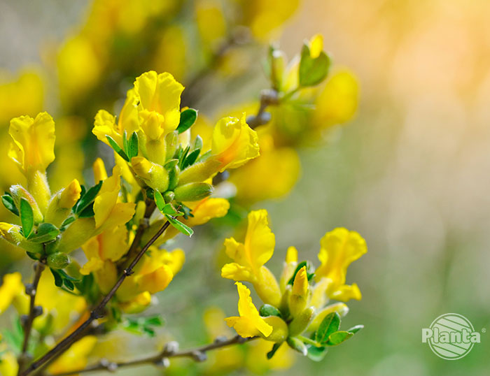 Żółte kwiaty żarnowca pojawiają się na tegorocznych pędach