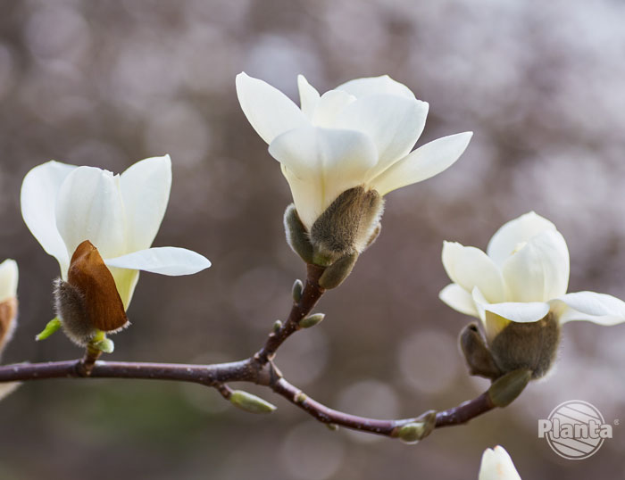 Kwiaty magnolii mogą mieć kolor biały, różowy a nawet żółty czy niebieski