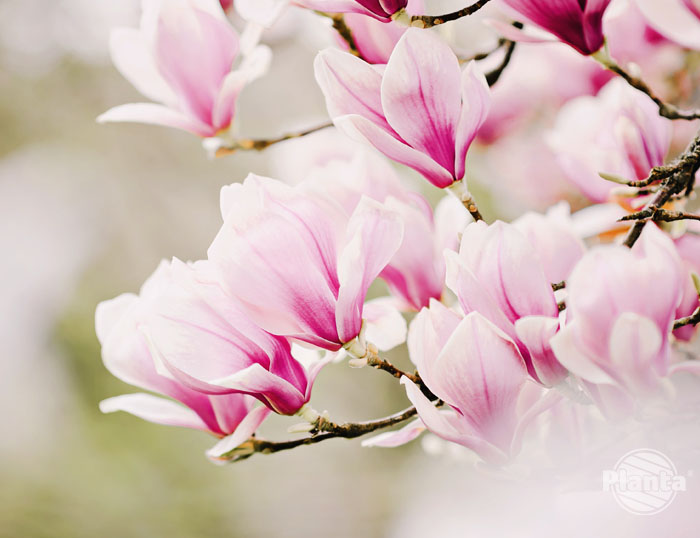 Kwiaty magnolii zachwycają swoim pięknem