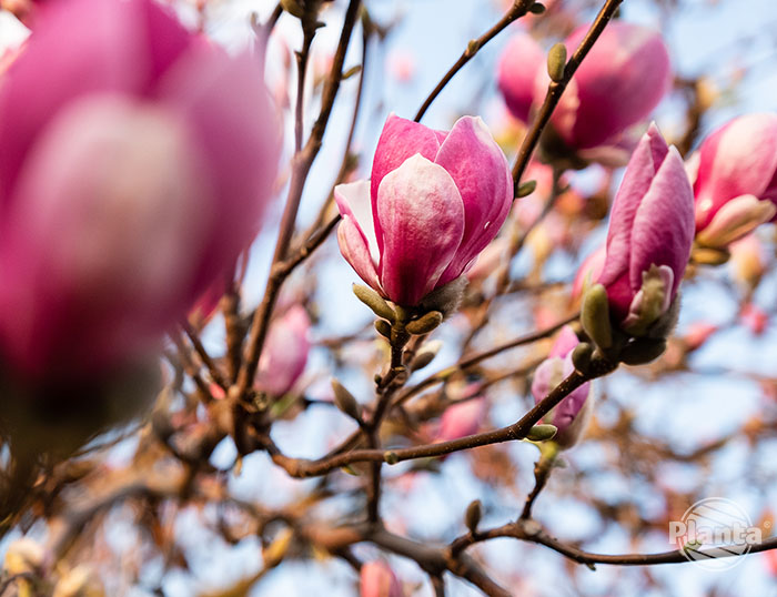 Piękne różowe kwiaty magnolii są bardzo wrażliwe na niskie temperatury
