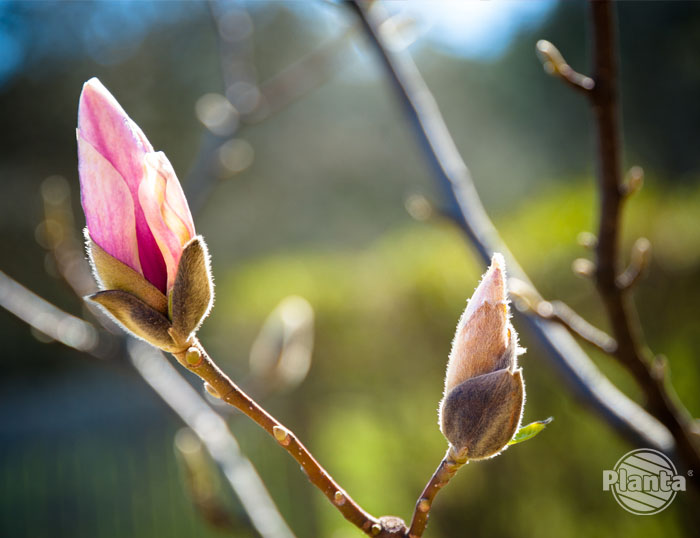Magnolia zawiązuje pączki już w roku poprzednim