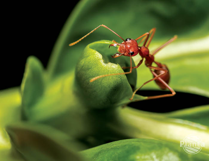 Mrówki w ogrodzie uznawane są czasem za szkodniki