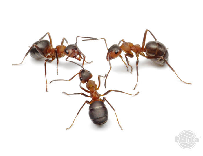 Mrówki tworzą społeczności, w których każda ma określoną rolę