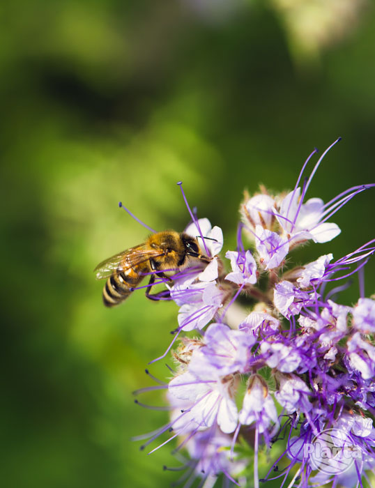 Facelia, która stosowana jest jako nawóz zielony jest również pożytkiem dla pszczół