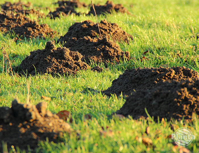 Kretowiska niszczą trawnik i powodują, że wygląda nieestetycznie