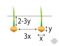 Cebule sadzimy na głębokości odpowiadającej 2- 3-krotnej wysokości poszczególnej cebuli