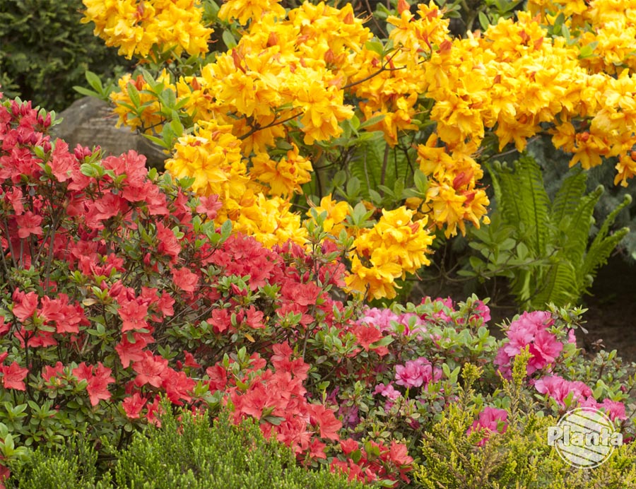 Azalie i rododendrony to rośliny, które do prawidłowego rozwoju potrzebują kwaśnego podłoża