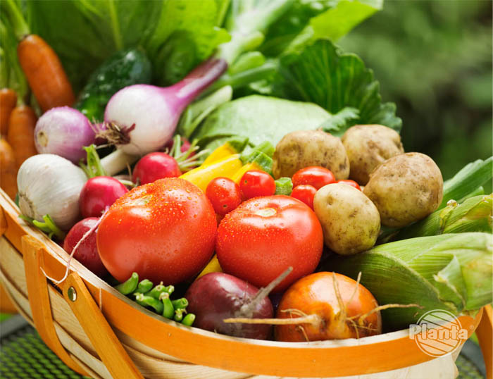Warzywa z długim okresem wegetacji dobrze jest uprawiać z rozsad