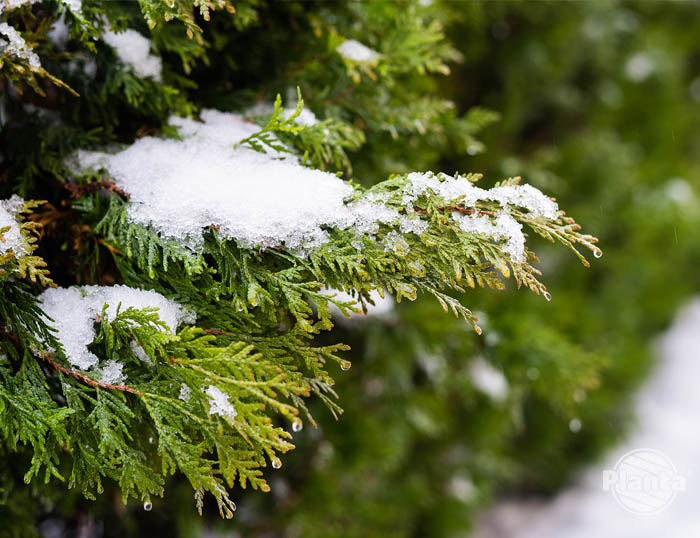 Warstwa śniegu na roślinach zimozielonych może prowadzić do ich odkształcenia lub nawet złamania
