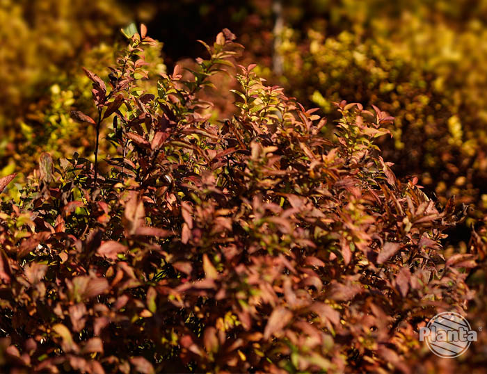Jesienią liście tawuł przebarwiają się