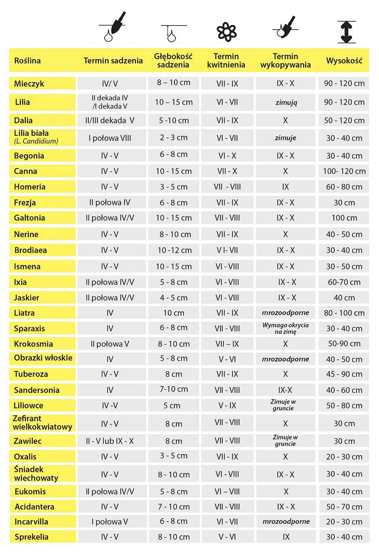 Terminy sadzenia roślin cebulowych kwitnących latem