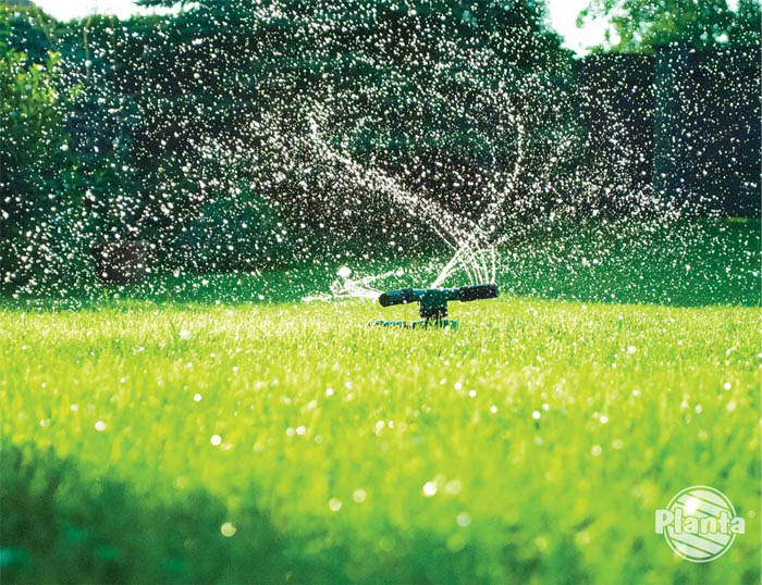 Zbyt częste podlewanie trawnika nie pobudza roślin do rozrostu systemu korzeniowego. Skutkuje to niską odpornością na brak wody.