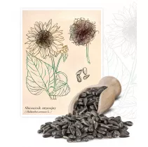 Słonecznik zwyczajny (Helianthus annuus) - Planta