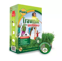 Trawa Trawnik samo gęstniejący - Planta