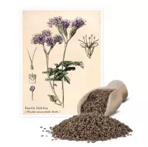 Facelia błękitna (Phacelia tanacetifolia) - Planta