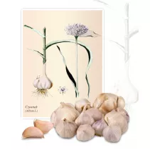  Czosnek (Allium L.) - Planta