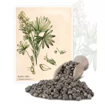 Łubin żółty (Lupinus luteus L.) - Planta