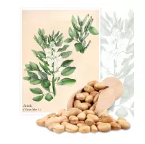 Bobik (Vicia faba L.(partim.)) - Planta