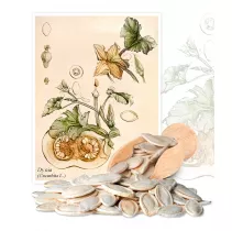  Dynia (Cucurbita L.) - Planta